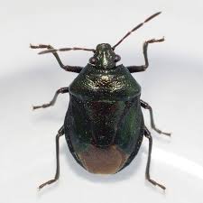 Attēlu rezultāti vaicājumam “Zicrona caerulea”