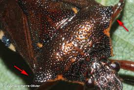 Attēlu rezultāti vaicājumam “Pinthaeus sanguinipes”