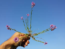 Attēlu rezultāti vaicājumam “Polygala comosa flower”