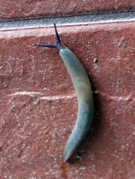 Attēlu rezultāti vaicājumam “Krynickillus melanocephalus”