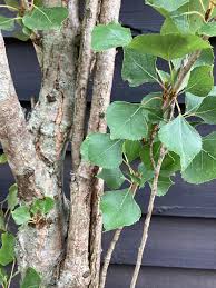 Attēlu rezultāti vaicājumam “Populus nigra Italica leaf”