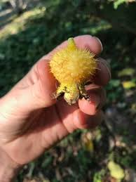 Attēlu rezultāti vaicājumam “Rosa subcanina fruit”