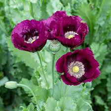 Image result for Papaver somniferum