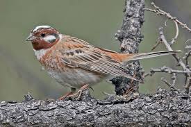 Image result for Emberiza leucocephalos