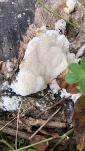 Attēlu rezultāti vaicājumam “Brefeldia maxima macro”