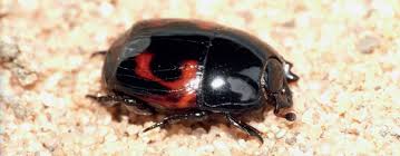 Attēlu rezultāti vaicājumam “Histeridae”