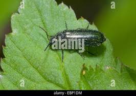 Attēlu rezultāti vaicājumam “Dasytes sp.”