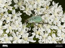 Attēlu rezultāti vaicājumam “Hoplia parvula imago”