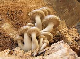 Attēlu rezultāti vaicājumam “Hypsizygus ulmarius”