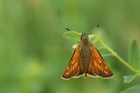 Attēlu rezultāti vaicājumam “Ochlodes sylvanus”