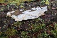 Attēlu rezultāti vaicājumam “Skeletocutis brevispora”