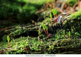 Attēlu rezultāti vaicājumam “Buxbaumia viridis”