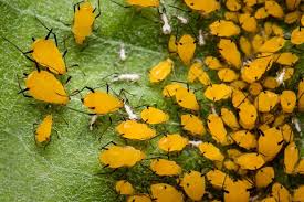 Attēlu rezultāti vaicājumam “Aphis jacobaeae”