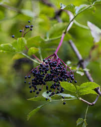 Attēlu rezultāti vaicājumam “Sambucus nigra fruit”