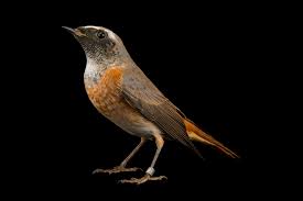 Attēlu rezultāti vaicājumam “Phoenicurus phoenicurus”