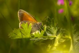 Attēlu rezultāti vaicājumam “Coenonympha glycerion underside”