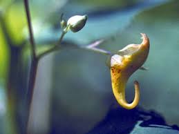 Attēlu rezultāti vaicājumam “Impatiens noli-tangere flower”