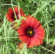 Image result for Gaillardia amblyodon