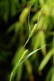 Attēlu rezultāti vaicājumam “Carex hirta”