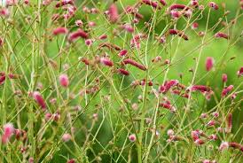 Image result for Sanguisorba officinalis