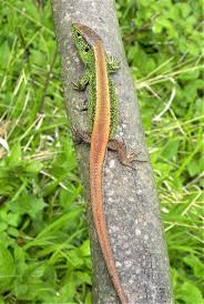 Attēlu rezultāti vaicājumam “Lacerta agilis male”