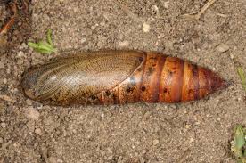 Attēlu rezultāti vaicājumam “Hyles gallii imago”