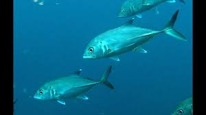 Image result for Caranx lugubris