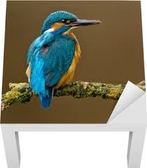 Attēlu rezultāti vaicājumam “Alcedo atthis adult”