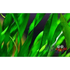 「扭蘭」的圖片搜尋結果