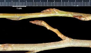 Attēlu rezultāti vaicājumam “Populus nigra leaf”