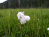 Attēlu rezultāti vaicājumam “Eriophorum gracile fruit”