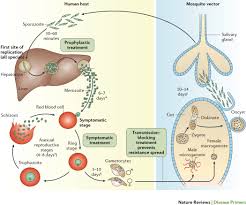 Attēlu rezultāti vaicājumam “Physarum virescens plasmodium”