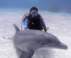 Image result for Durley Dolphin Diver
