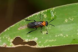 Attēlu rezultāti vaicājumam “Tenthredinidae”