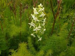 Attēlu rezultāti vaicājumam “Platanthera bifolia leaf”