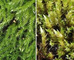 Attēlu rezultāti vaicājumam “Brachythecium”