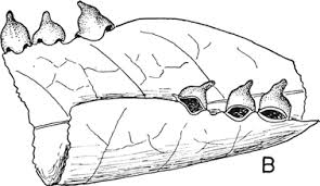 Attēlu rezultāti vaicājumam “Cystiphora sanguinea larva”