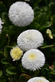 Image result for Bellis perennis