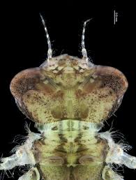 Attēlu rezultāti vaicājumam “Trichia ambigua macro”