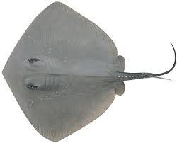 Image result for Bathytoshia brevicaudata