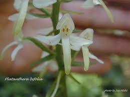 Attēlu rezultāti vaicājumam “Platanthera bifolia”