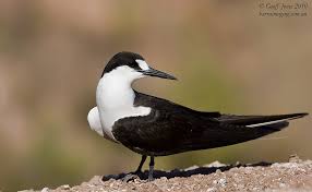 Image result for Onychoprion fuscatus