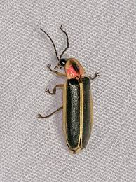 Image result for Fareham Fireflys Yc