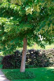 Attēlu rezultāti vaicājumam “Tilia americana”