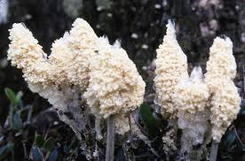 Attēlu rezultāti vaicājumam “Fuligo cinerea macro”