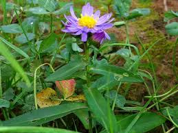 Attēlu rezultāti vaicājumam “Symphyotrichum x salignum flower”