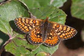 Attēlu rezultāti vaicājumam “Euphydryas maturna upperside”