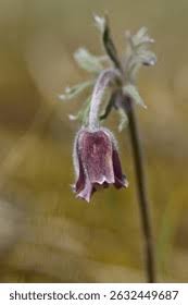 Attēlu rezultāti vaicājumam “Pulsatilla pratensis flower”