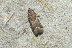 Attēlu rezultāti vaicājumam “Nyctegretis lineana”