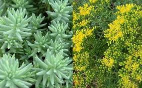 Attēlu rezultāti vaicājumam “Sedum rupestre”